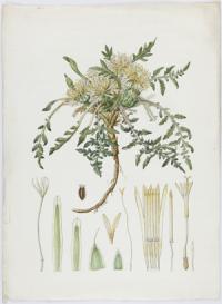 Paula Millán Alosete: Centaurea lagascana Graells, s.f., lápiz/papel (© Archivo Real Jardín Botánico, CSIC)