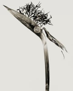 Joan Fontcuberta: Giliandria Scoliforcia (Serie Herbarium), 1984, fotografía/assemblage (cortesía del autor)
