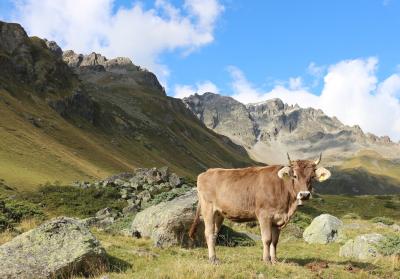 transhumant_pastoralism_italian_alps_andrea_kay.jpeg
