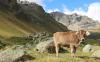 Pastoreo transhumante en los Alpes. Foto: Andrea Kay