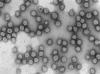 El CSIC impulsa investigaciones en biotecnología, nanotecnología y demografía para atajar el coronavirus